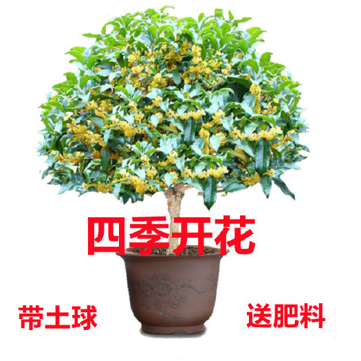 杭州桂花树苗桂花苗盆栽室内外庭院花卉绿植金桂丹桂沉香桂四季桂盆景