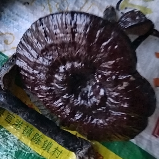 东至县紫灵芝颜色黑亮圆形