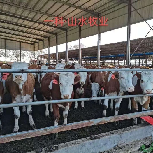 荥阳市西门塔尔牛  西门塔尔怀孕母牛