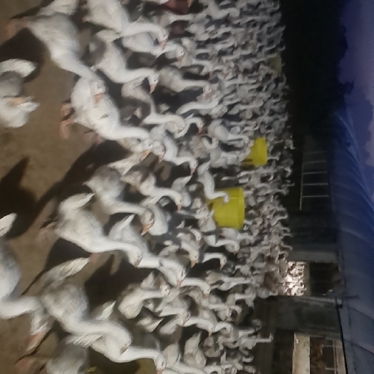 庐江县肉鹅
