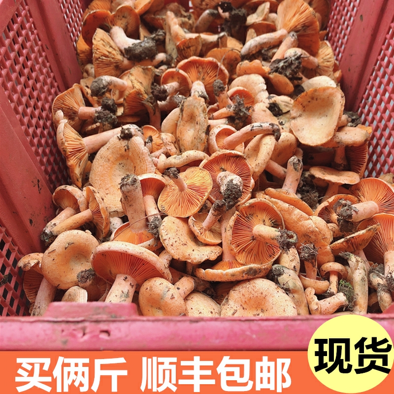 蘑菇  野生干枞菌松树菌杉木菌顺丰冷链1斤起包邮一件代发
