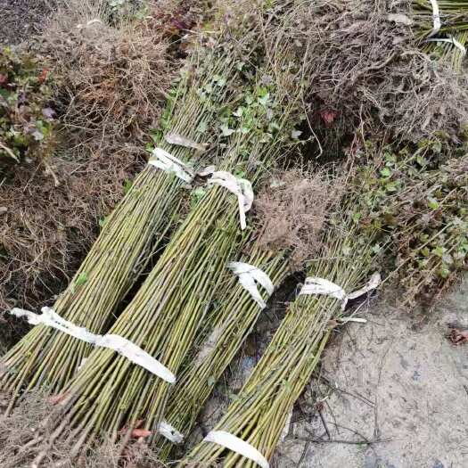 九江枫香树 枫香小苗
