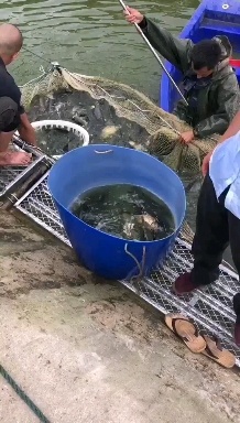 重庆市湘云鲫  长期出售鲫鱼鲤鱼（自己联系鱼车拉）