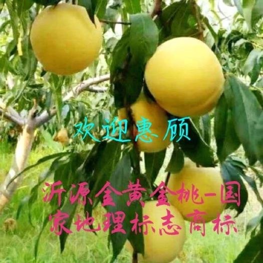 沂源县金黄金黄桃，自然成熟。黄桃的生长过程中，不催熟、不打腊。
