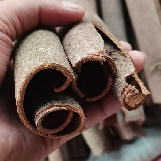 亳州普通桂皮  桂皮 去皮肉桂 桂皮丝 各种香辛料中药材批发
