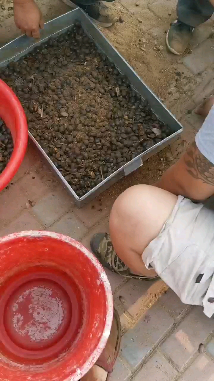 纯田地土元。水洗加工。自然晾晒干品。
