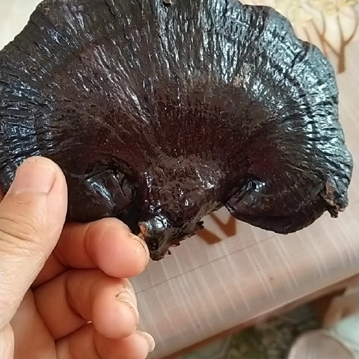 冠县黑灵芝