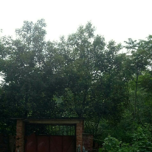 泌阳县北海黄杨冬青树园林景观绿化（帮邻居阿姨处理，价格合适就卖）