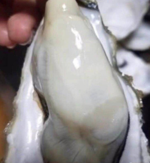 乳山市乳山南泓村三倍体生蚝适合生吃的生蚝批发