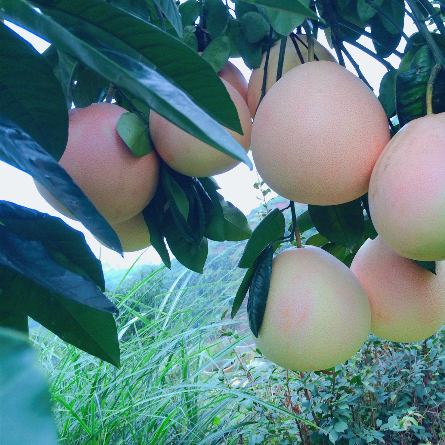 三紅柚  廣西三紅蜜柚紅心柚子應(yīng)季水果新鮮水果整箱包郵果園直發(fā)批發(fā)