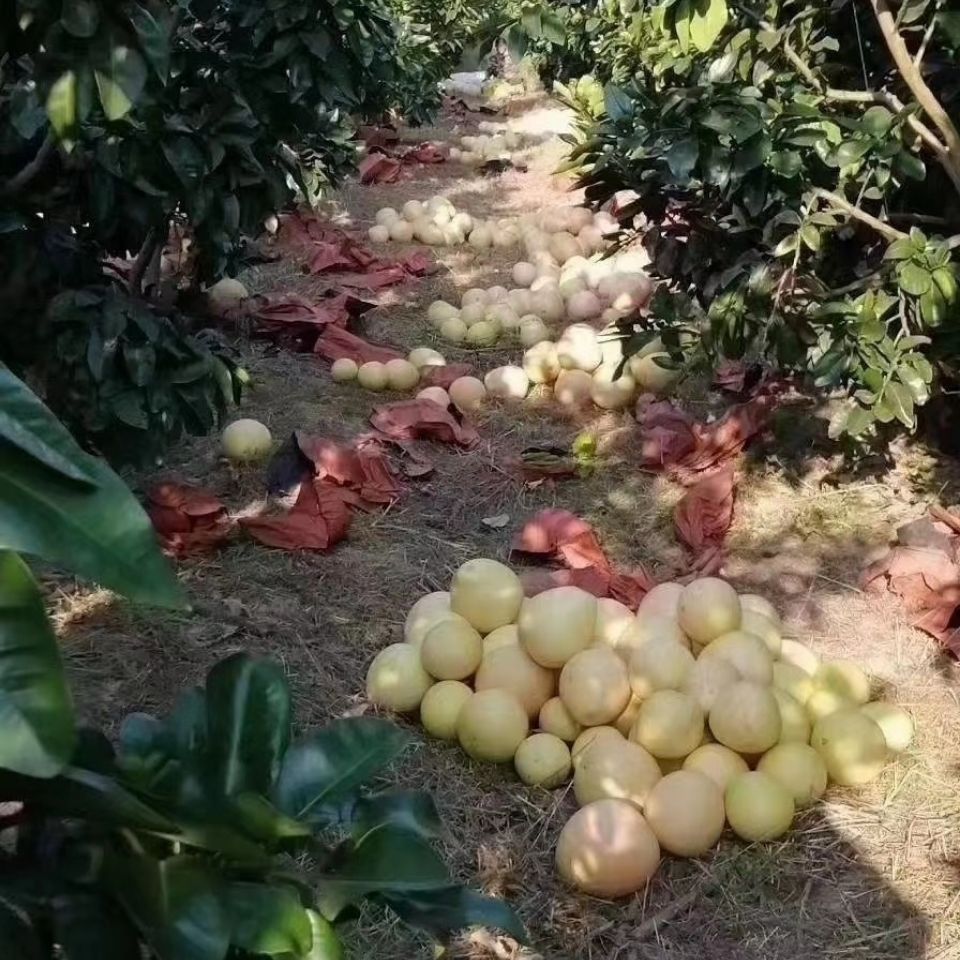 三紅柚  廣西三紅蜜柚紅心柚子應(yīng)季水果新鮮水果整箱包郵果園直發(fā)批發(fā)