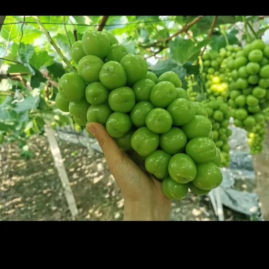 永济市山西运城阳光玫瑰，电商果非常充足。对接商超，外贸，果汁厂。