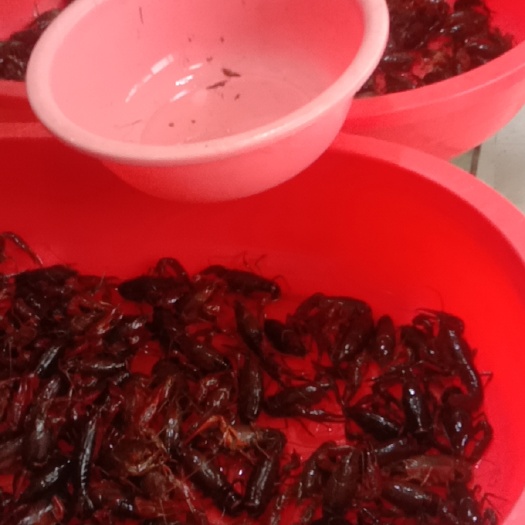 常州小青龙龙虾 江苏常州金坛区龙虾
