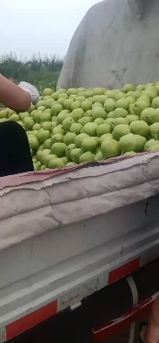 阳信县 早酥梨大量现货上市