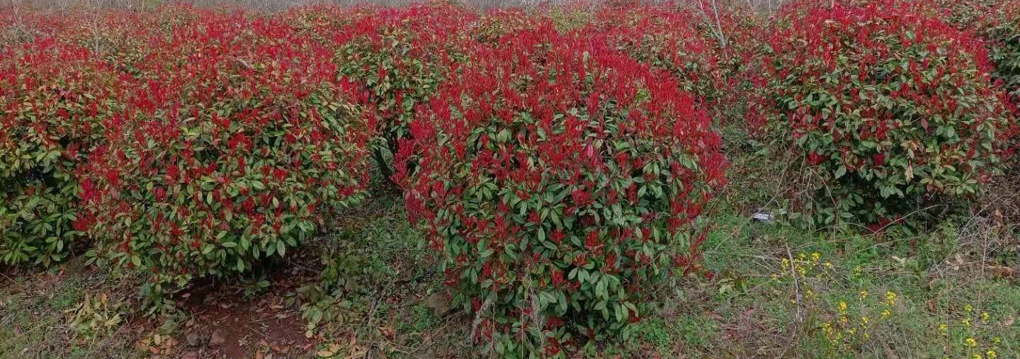 盱眙县球花石楠 红叶石楠球