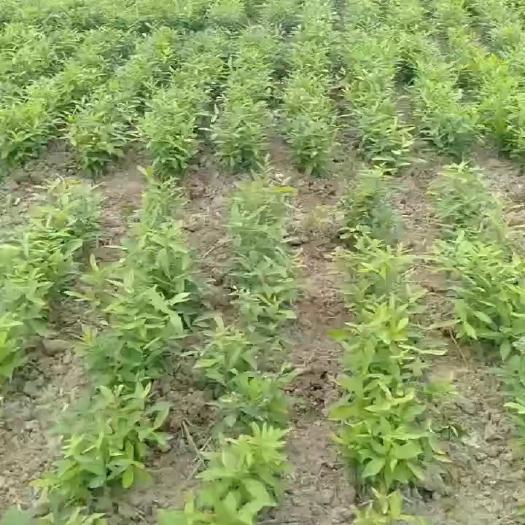 滁州安徽麻栎 麻栎苗批发 容器苗 大量供应 可提供签证发票