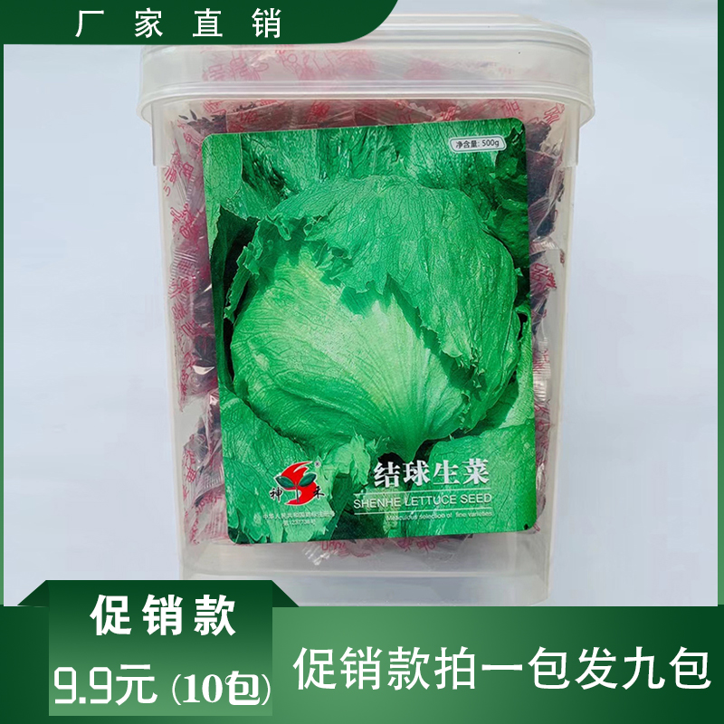 沭阳县结球生菜种子包邮优质大田用种包邮批发生菜种子