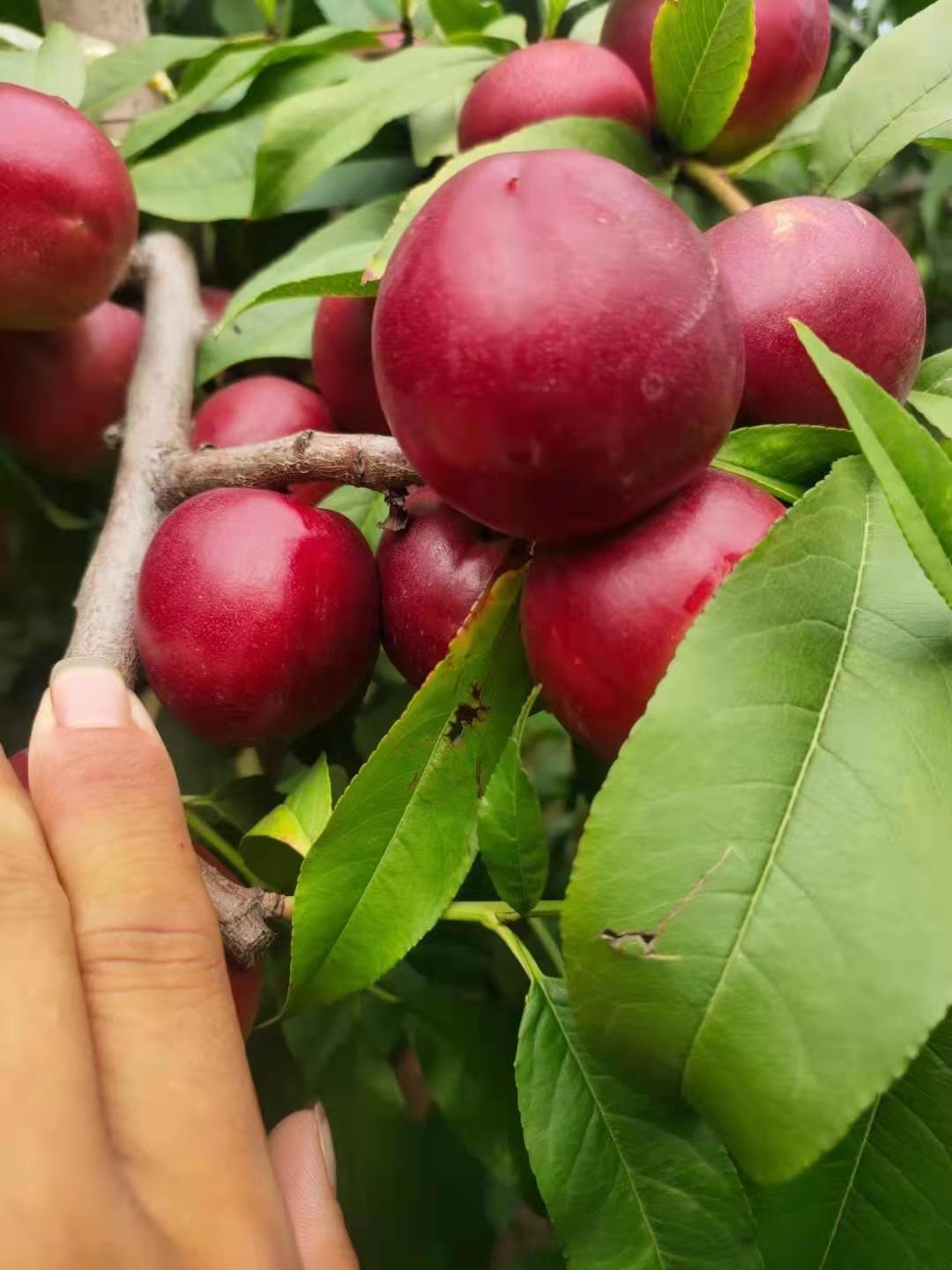 珍珠枣油桃  珍珠油桃大量上市