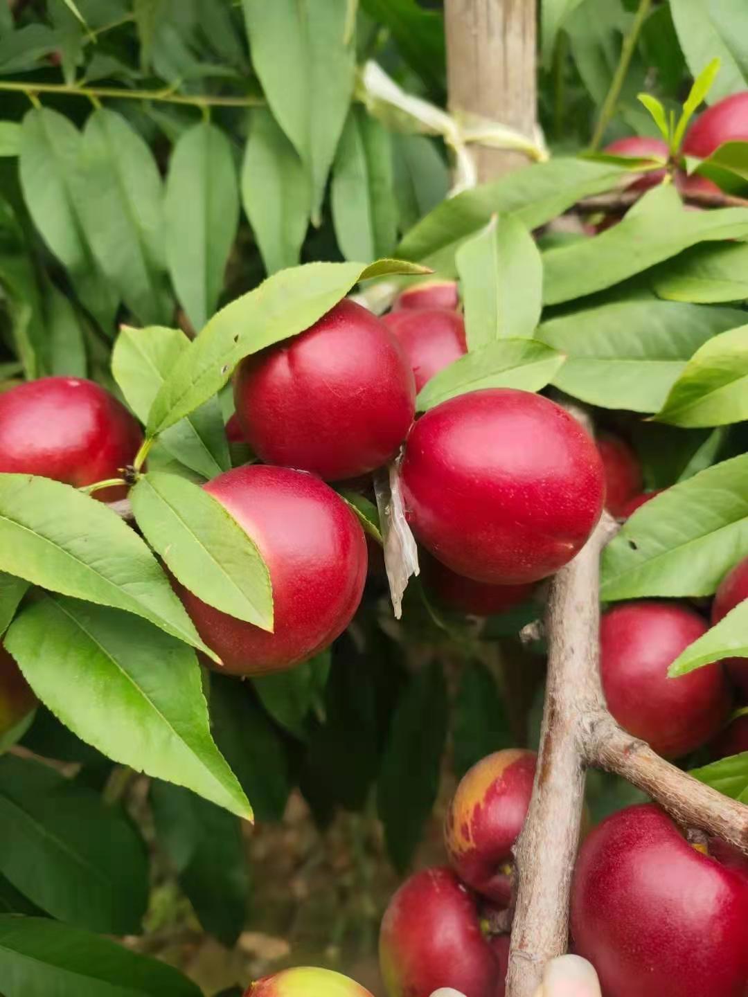 珍珠枣油桃  珍珠油桃大量上市