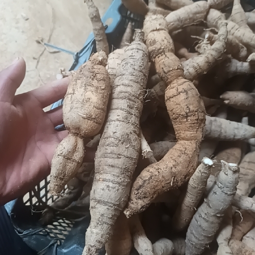 牛大力  97%粉率薯 常年开挖五年以上的，大中小都有。