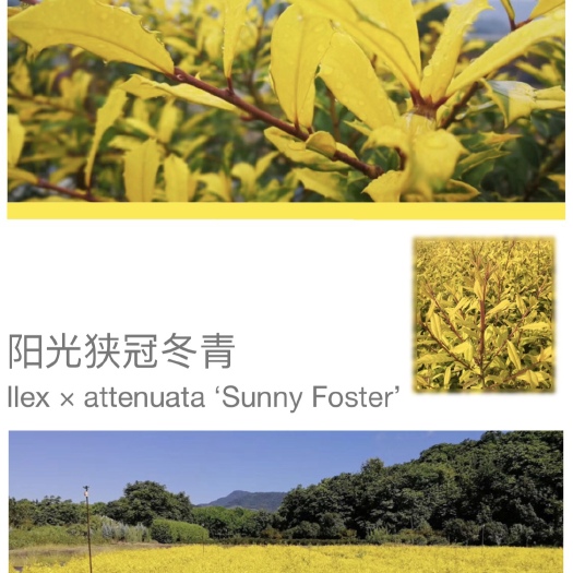 东台市黄金构骨  黄金枸骨、阳光狭冠冬青，四季金黄不落叶