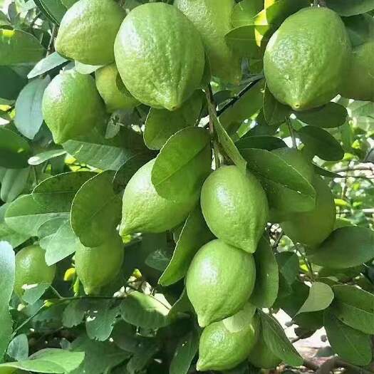 灵山县香水柠檬苗  各种柠檬苗