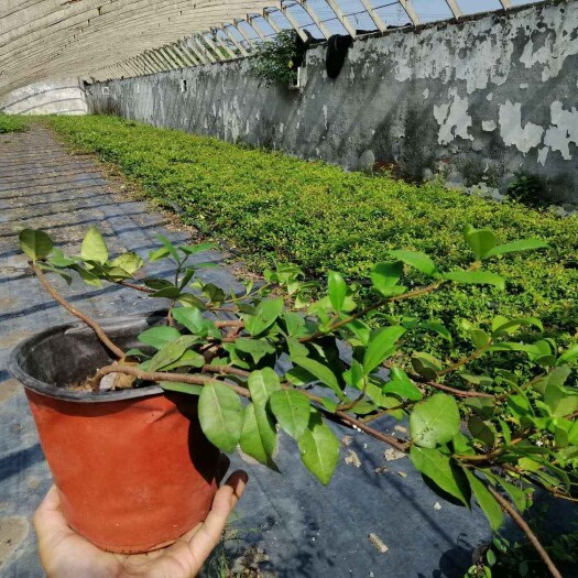 东台市 意大利络石，风车茉莉，大花络石，