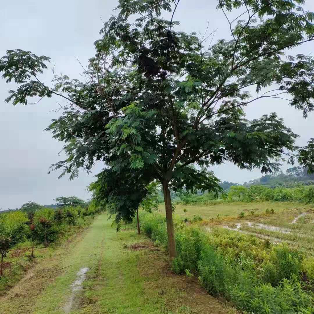  合欢树