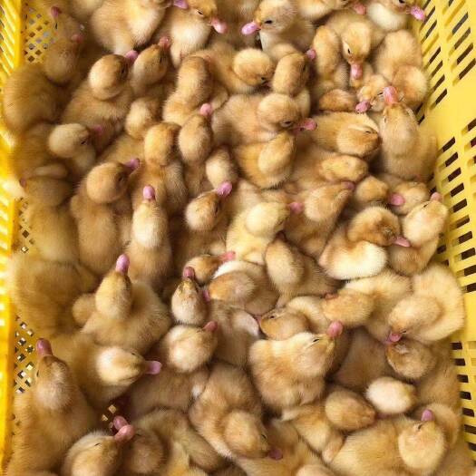 万宁市白鸭苗  鸭苗