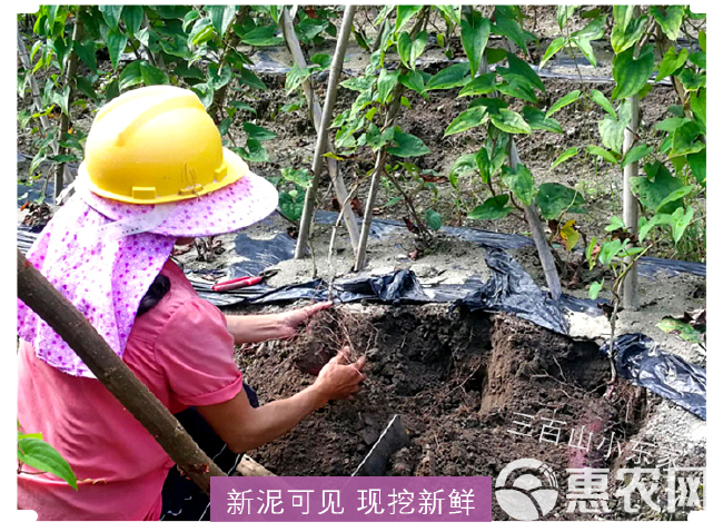 江西赣南紫山药紫脚板薯紫大薯紫色玉淮山产地直销支持代办一件