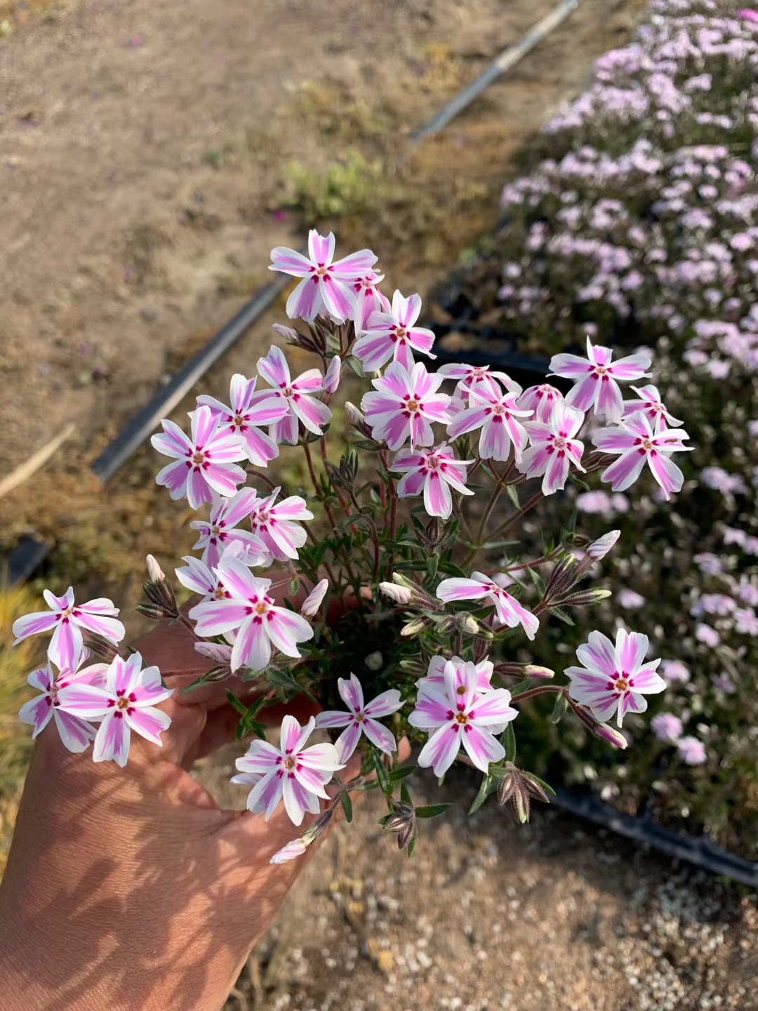  丛生芝樱，丛生福禄考