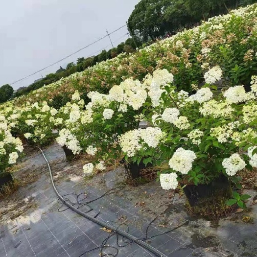 东台市木绣球 圆锥绣球香草草莓