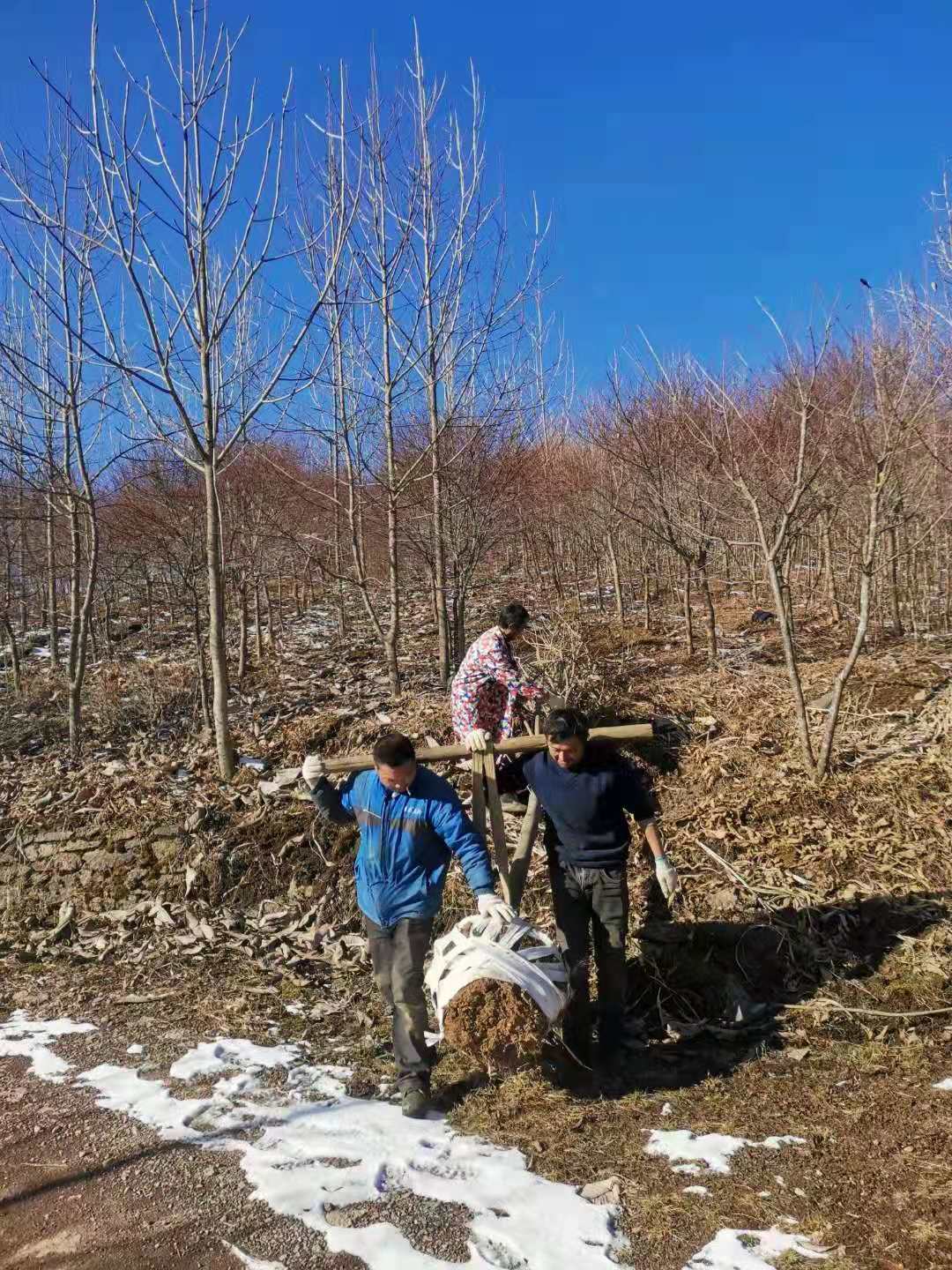 厚朴树小苗