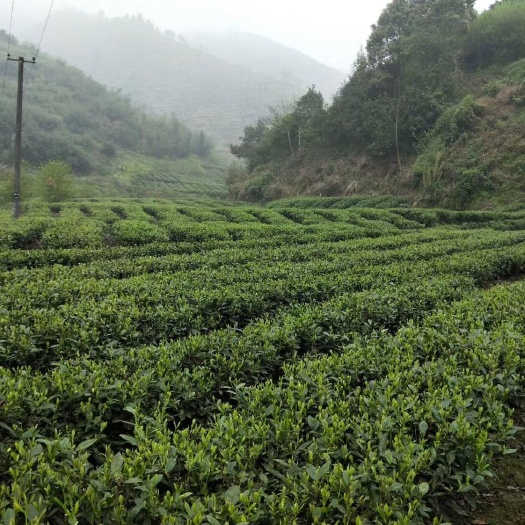 重庆市茶园  百亩绿茶出租