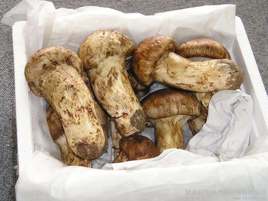 香格里拉市香格里拉新鲜松茸，松茸醇香浓厚，欢迎订购！！！