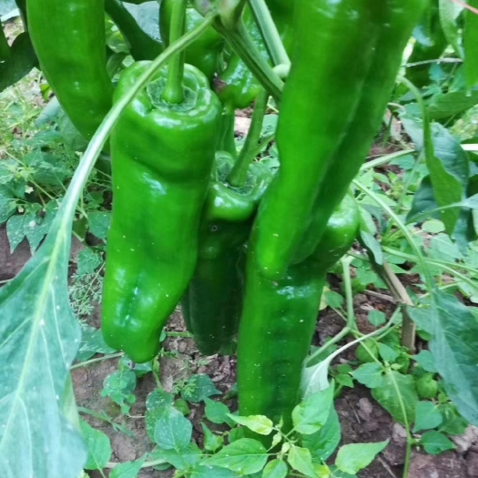 夏邑县河南夏邑，薄皮椒  301辣椒，，大吨位供应，产地直发