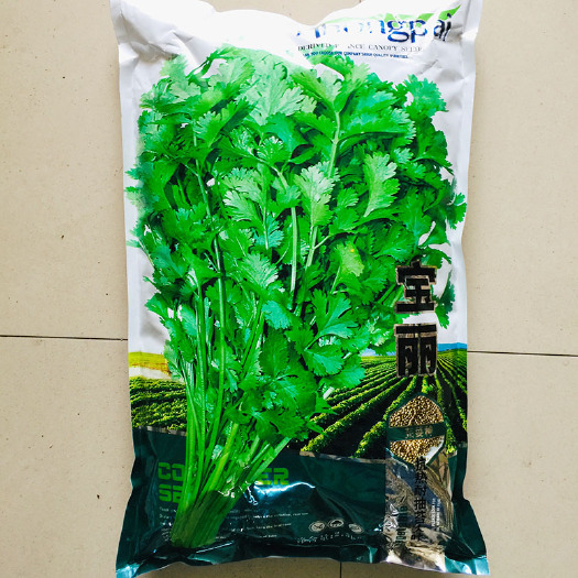 沭阳县香菜种子种子大叶香菜种子包邮优质大田用种宝丽香菜种子高产抗病