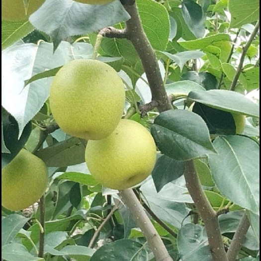 砀山县 皇冠梨