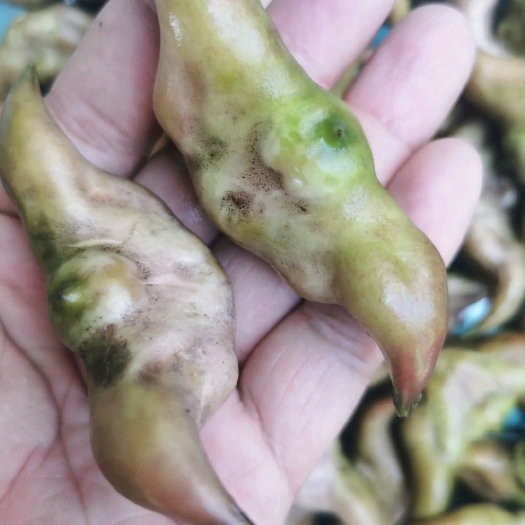 嘉鱼县湖北清水湖菱角
