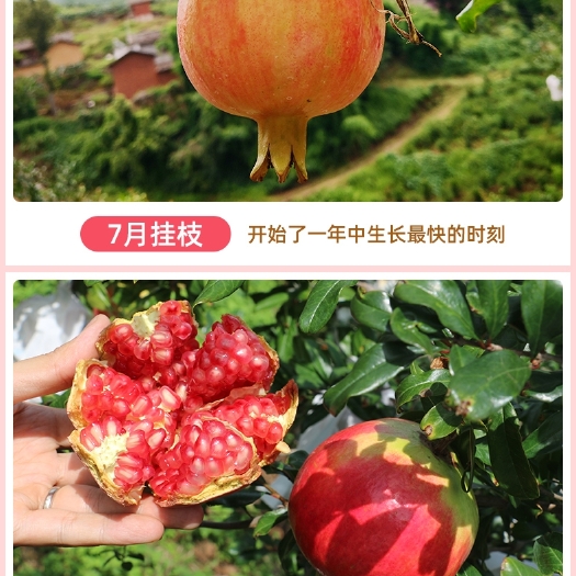 会理市突尼斯软籽石榴  石榴