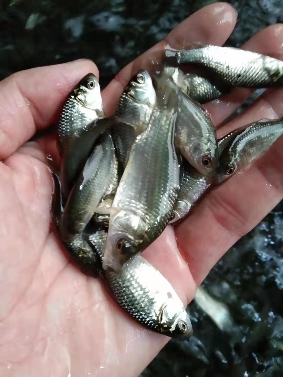 中科5号鲫鱼苗,诚信经营，技术指导，鱼场直供。