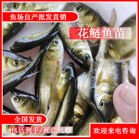 长沙 大头鱼苗 花鲢鱼苗 放生鳙鱼苗供应 鲢鱼苗四大家鱼