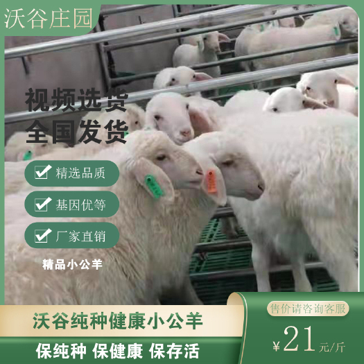 西宁绵羊  沃谷湖羊活羊纯种胡羊小羊羔种公羊欧拉胡杂交绵阳幼体养殖种公羊