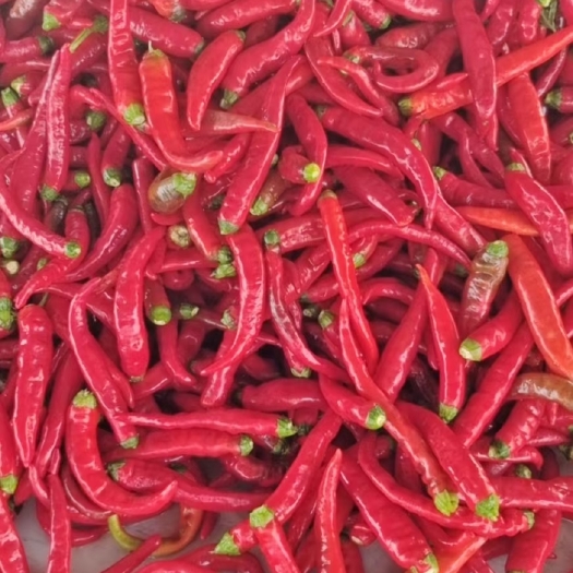 鸡泽县 优质鲜辣椒