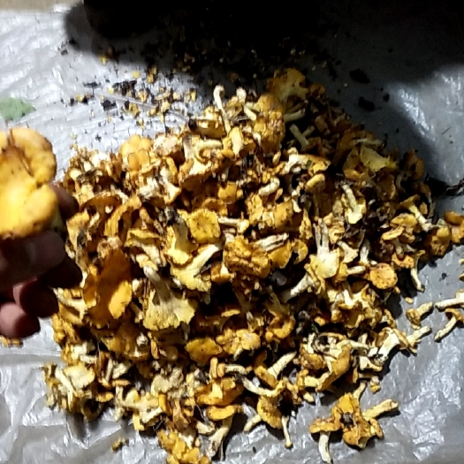 科右前旗鸡油菌       内蒙古兴安盟