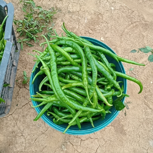 邹城市二荆条 大量线椒上市