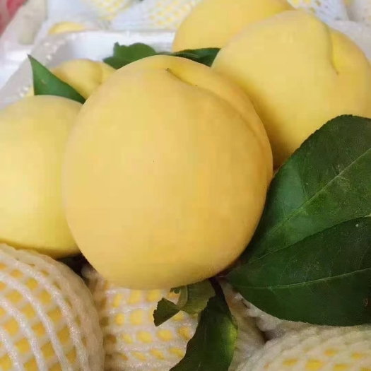 炎陵县 正总炎陵高山黄桃