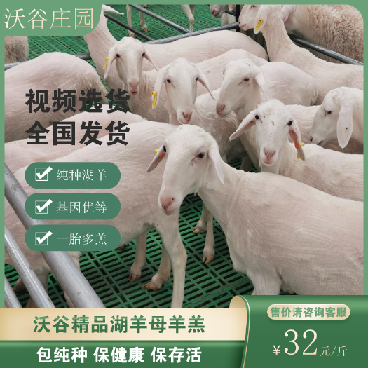 绵羊  青海湖羊活羊纯种胡羊怀孕母羊小羊羔种公羊奥胡杂交绵阳养殖技术