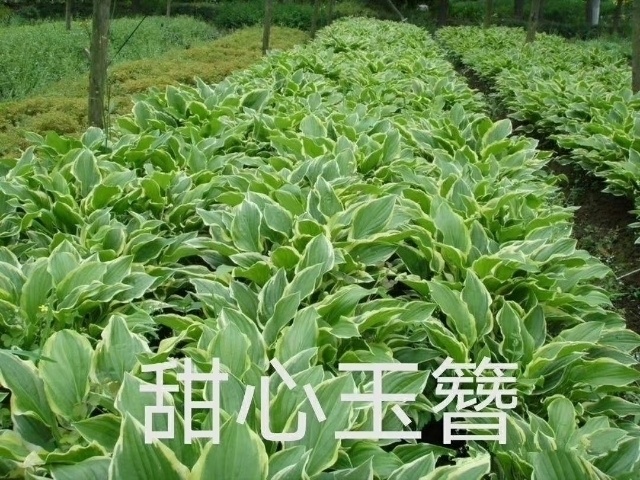 台安县玉簪花 