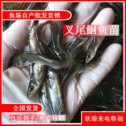 清远 斑点叉尾鮰鱼苗 叉尾苗批发 渔场直供优质品种抗病力强质量保证